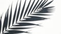 Abstract Black Shadow of Palm Leaf on White Background Royalty Free Stock Photo