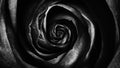 Abstract of black soft rose petals, rotating flower, seamless loop. Top view of rosebud spinning hypnotically.
