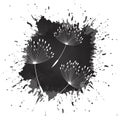 Abstract black splash watercolour with dandelion seeds. Watercolor hand drew spring tender flowers - dandelions on the Royalty Free Stock Photo