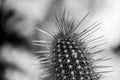 Abstract Black and White Cactus Royalty Free Stock Photo