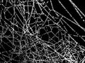 Abstract Black and White Dew Drops on a Web Royalty Free Stock Photo