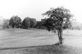 Abstract black and white image alone tree in golf course field at countryside. Royalty Free Stock Photo