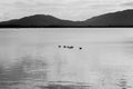 Abstract black and white image on birds on lake and mountain background