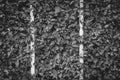 Abstract black and white image close up texture of leaves on trim shrub fence. Royalty Free Stock Photo