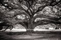 Abstract black and white image Giant tree or Jamjuree tree that landmark location of Kanjanaburi Province. Royalty Free Stock Photo