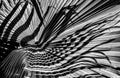 Abstract Black and White Palm Leaf