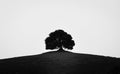 Abstract black and white photo of a lonely tree on a hill in Tuscany, Italy Royalty Free Stock Photo