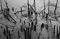 Abstract black and white photo of swamp, mud, broken stems, close-up Royalty Free Stock Photo