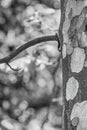 Abstract black and white picture with a Platanus occidentalis American sycamore tree trunk and a branch