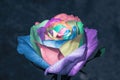 Abstract rose with colored petals Royalty Free Stock Photo