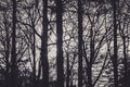 Abstract black and white shot of the sun behind the trees in a forest. Moody and spooky atmosphere Royalty Free Stock Photo
