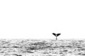 Abstract Black and White Whale Tail on Ocean Horizon Royalty Free Stock Photo