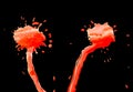 Abstract blotch red drops on a black background Royalty Free Stock Photo