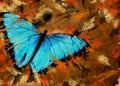 abstract blue morpho butterfly