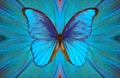 Abstract blue background. bright blue tropical morpho butterfly on the background of wings close-up Royalty Free Stock Photo