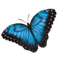 Abstract blue butterfly for decorative design. Bright illustration. Decorative element Royalty Free Stock Photo
