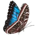 Abstract blue butterfly for decorative design. Bright illustration. Decorative element Royalty Free Stock Photo