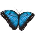 Abstract blue butterfly for decorative design. Bright illustration. Decorative element Royalty Free Stock Photo