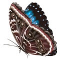Abstract blue butterfly for decorative design. Bright illustration. Decorative element Royalty Free Stock Photo