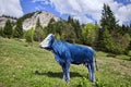 Abstract blue cow on pasture.