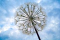 Abstract blue dandelion flower, close-up Silhouette dandelion flower on the sky. Macro seeds close up Royalty Free Stock Photo