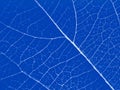 Abstract blue leaf background Royalty Free Stock Photo