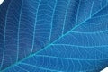 Abstract blue leaf background Royalty Free Stock Photo