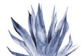 Abstract blue leaves. Agave. Watercolour illustration isolated on white background.