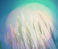 Abstract blue lighting softness Feather Grass background Royalty Free Stock Photo