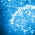 Abstract blue nature floral. Close up aliumg flower head with dandelion structure wit water drops Royalty Free Stock Photo