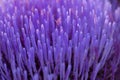 Abstract of blue petals of artichoke flower. Blurred focus Royalty Free Stock Photo