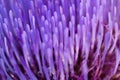 Abstract of blue petals of artichoke flower. Blurred focus Royalty Free Stock Photo