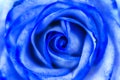 Abstract Blue Rose