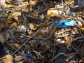 Abstract blue slipper in forest.