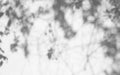 Abstract blur background, blurred black shadow of leaves from a tree on white color concrete surface cement wall Royalty Free Stock Photo