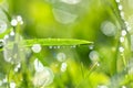 Macro green grass with dew drops in sunlight on a spring meadow Royalty Free Stock Photo