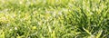 Panorama green grass with dew drops in sunlight on a meadow