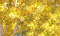 Abstract, blur, backlit bright yellow fall leaves.