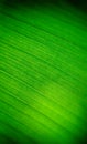 Abstract blur of banana leaf Royalty Free Stock Photo