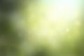 Abstract blur beautiful soft green bokeh light on sunrise background Royalty Free Stock Photo