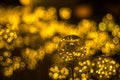 Nature\'s Abstract Symphony: Defocused Bokeh Creating Artistic Beauty