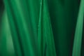Abstract blur dark green leaf on sunlight, natural dark greenery leaf Royalty Free Stock Photo