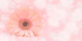 Abstract blur defocused background, gently tinted, Very beautiful blur gerbera on pastel pink background with bokeh and hearts ,