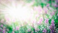 Abstract blur flower and sun rays background Royalty Free Stock Photo