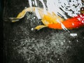 Abstract blur: gold fancy carp long caudal fin swim under water