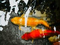 Abstract blur: gold fancy carp swim under water in aquarium with