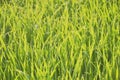 Abstract blur. Green grass brightly lit by the sun. Use to design backgrounds and wallpapers