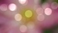 Abstract blur image background of nature with lights bokeh of pink lotus and lotus leaf. Royalty Free Stock Photo