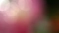 Abstract blur image background of nature with lights bokeh of pink lotus. Royalty Free Stock Photo
