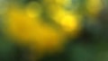 Abstract blur image background of nature with lights bokeh of yellow flowers. Royalty Free Stock Photo